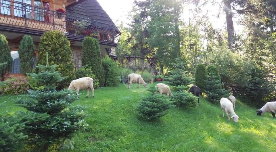 Sopalowka Косьцелісько